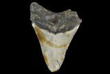Bargain, Fossil Megalodon Tooth - North Carolina #91672-1